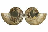 Cut & Polished, Agatized Ammonite Fossil - Madagascar #310609-1